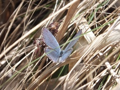 Pseudozizeeria maha