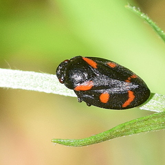 Cercopis arcuata