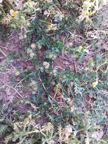 Lepidium meyenii, photograph 3