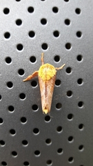 Narosoideus flavidorsalis
