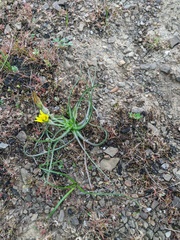 Pseudopodospermum molle