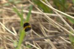 Bombus