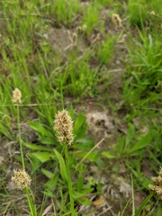 Carex stenophylla