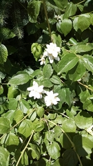 Philadelphus coronarius