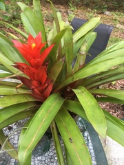 Tillandsia imperialis