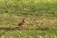 Sciurus vulgaris