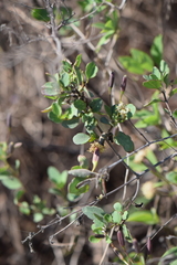 Porophyllum punctatum