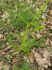 Asparagus verticillatus