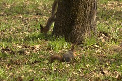 Sciurus vulgaris