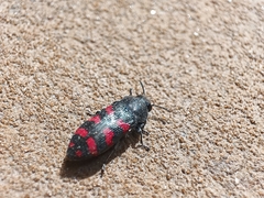 Acmaeodera quadrizonata
