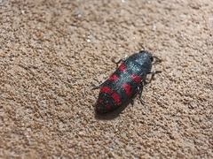 Acmaeodera quadrizonata
