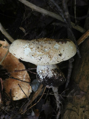 Leucopaxillus tricolor