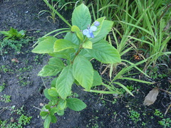 Rotheca myricoides