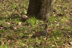 Sciurus vulgaris