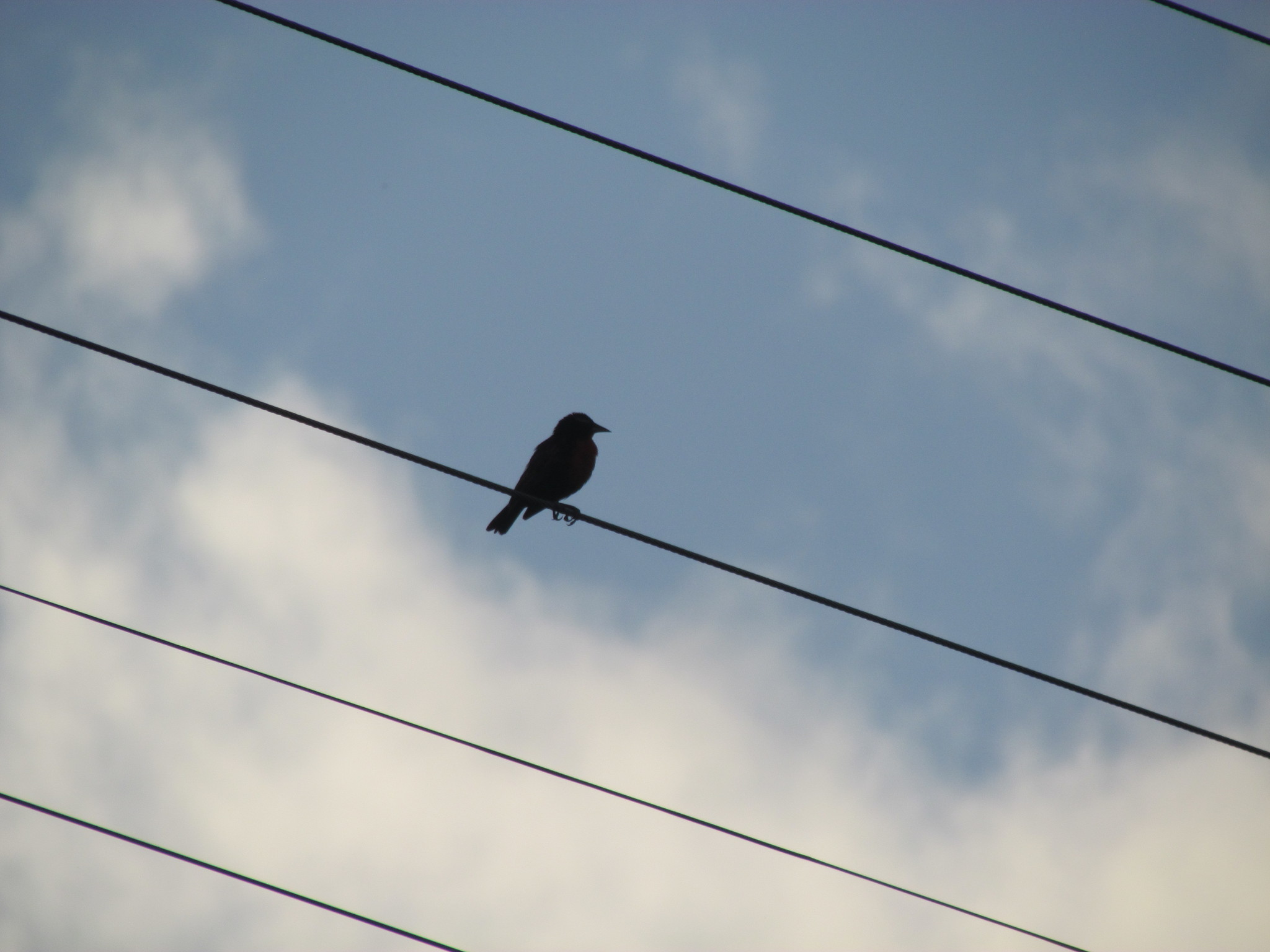 Icteridae image