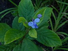 Rotheca myricoides