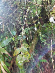 Sphyrospermum buxifolium