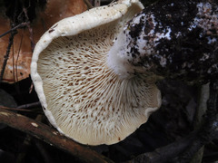 Leucopaxillus tricolor