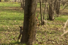 Sciurus vulgaris