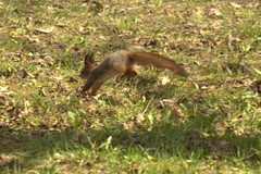 Sciurus vulgaris