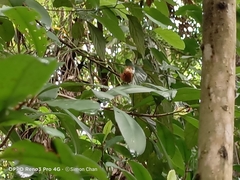 Abisara saturata