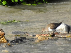 Actitis hypoleucos