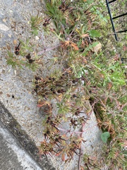 Geranium carolinianum