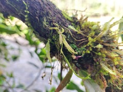 Telipogon williamsii