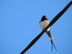Hirundo rustica