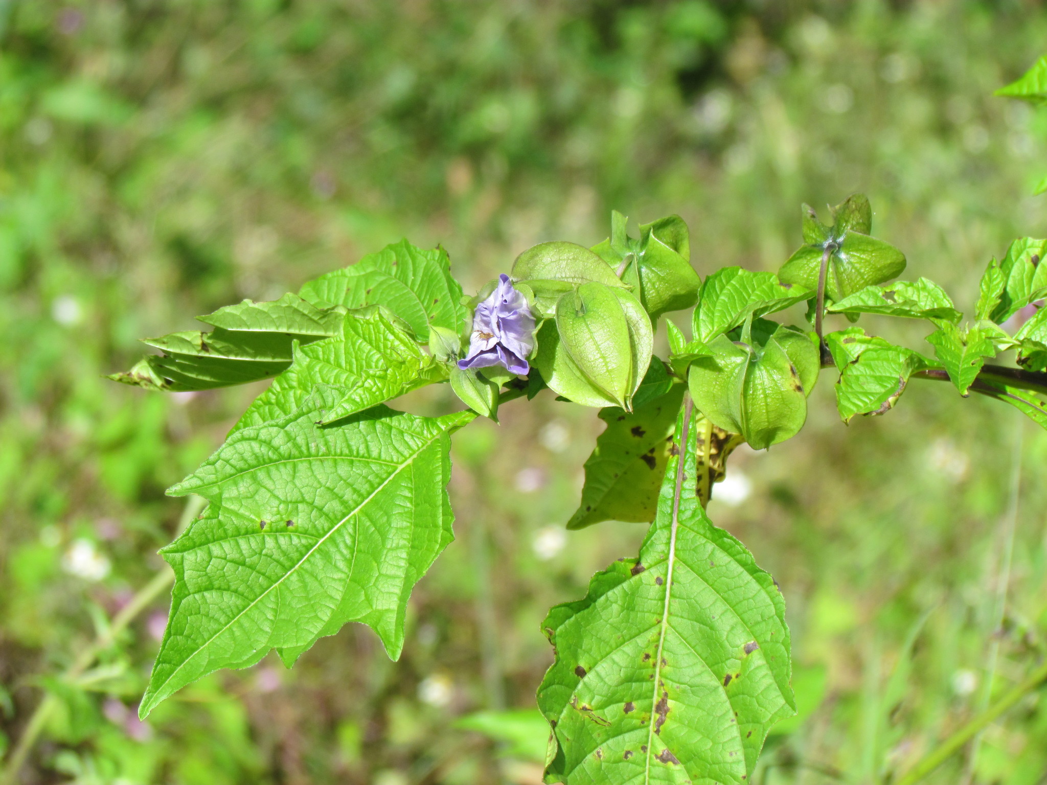 Nicandra image