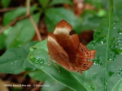 Abisara saturata