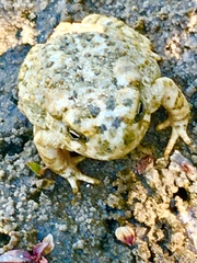 Anaxyrus californicus