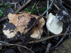 Leucopaxillus tricolor