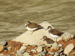 Actitis hypoleucos