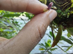 Telipogon williamsii