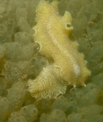 Prostheceraeus crozieri