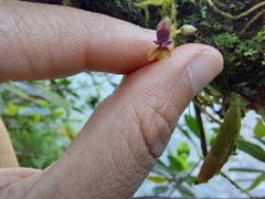 Telipogon williamsii