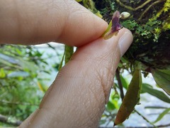 Telipogon williamsii