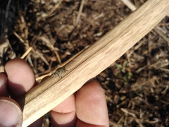 Epilachna obscurella