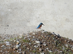Alcedo atthis