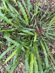 Paspalum langei