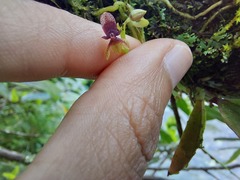 Telipogon williamsii