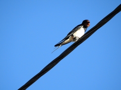 Hirundo rustica