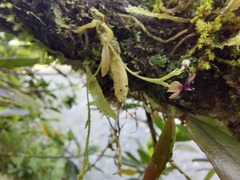 Telipogon williamsii