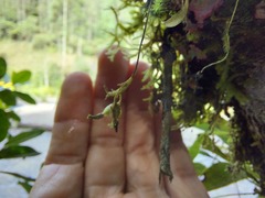 Telipogon williamsii