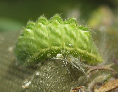 White-letter Hairstreak