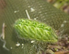 Satyrium w-album