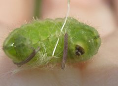 Satyrium w-album