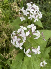 Lunaria