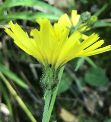 Hieracium glaucinum